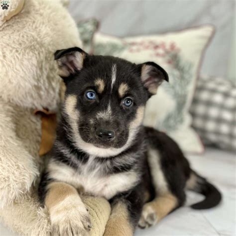 Shepsky puppies for sale - Shepsky Oxford, North Carolina, United States. We have 2 girls 3 boys Shepky who were born on July 4th. Dad is an AKC Siberian Husky and mom is a Shepky (shepherd/husky) (white woolly). L... July 21, 2021 6:27 am. View more. $ 125.00.